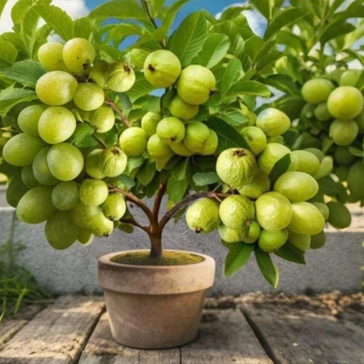 Green Growth Guava Plant