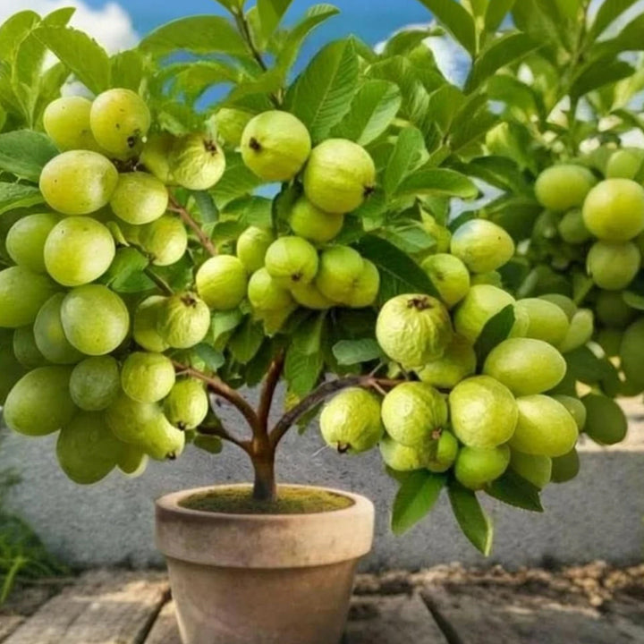 Green Growth Guava Plant