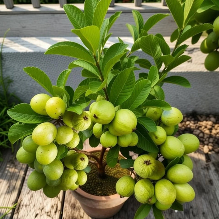 Green Growth Guava Plant
