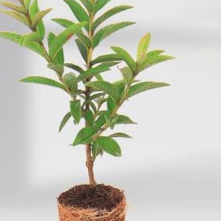 Green Growth Guava Plant