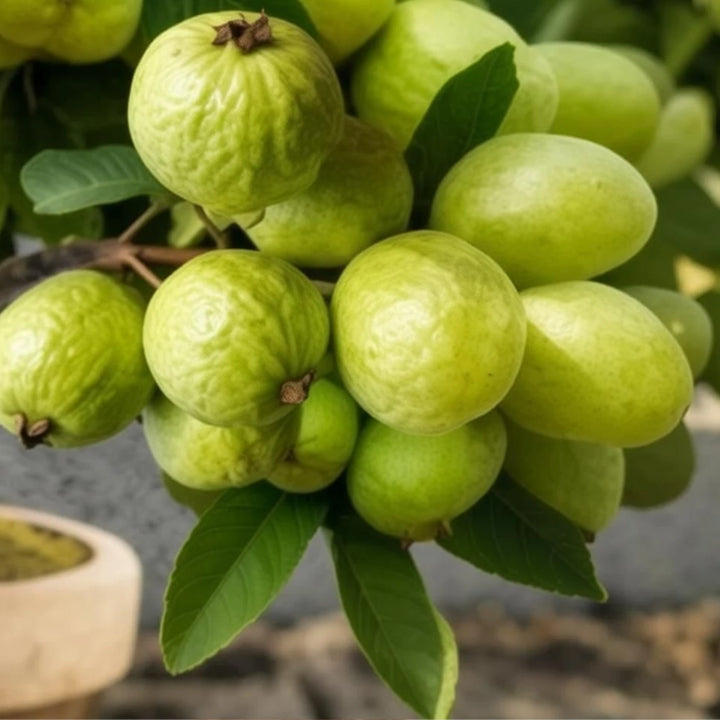 Green Growth Guava Plant