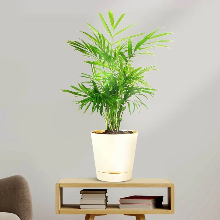 KS Traders Areca Palm