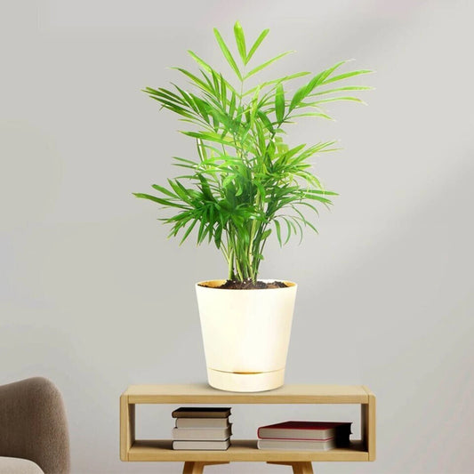 KS Traders Areca Palm