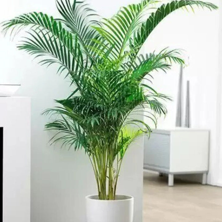 KS Traders Areca Palm