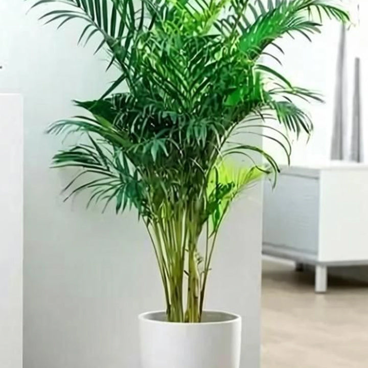 KS Traders Areca Palm