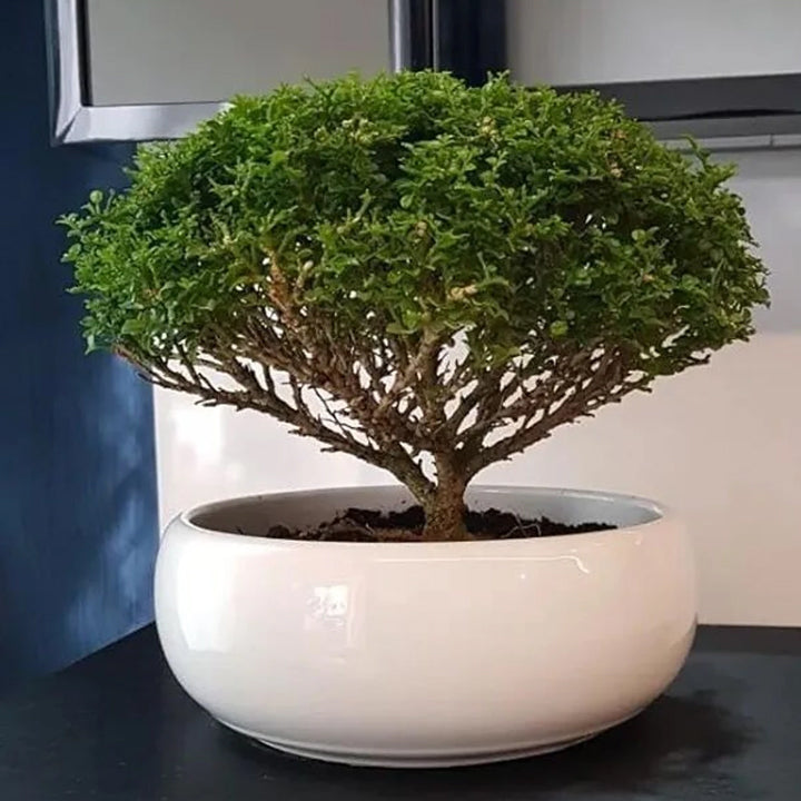Kamini Madhu Kamini Plant