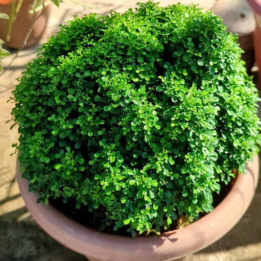 Kamini Madhu Kamini Plant