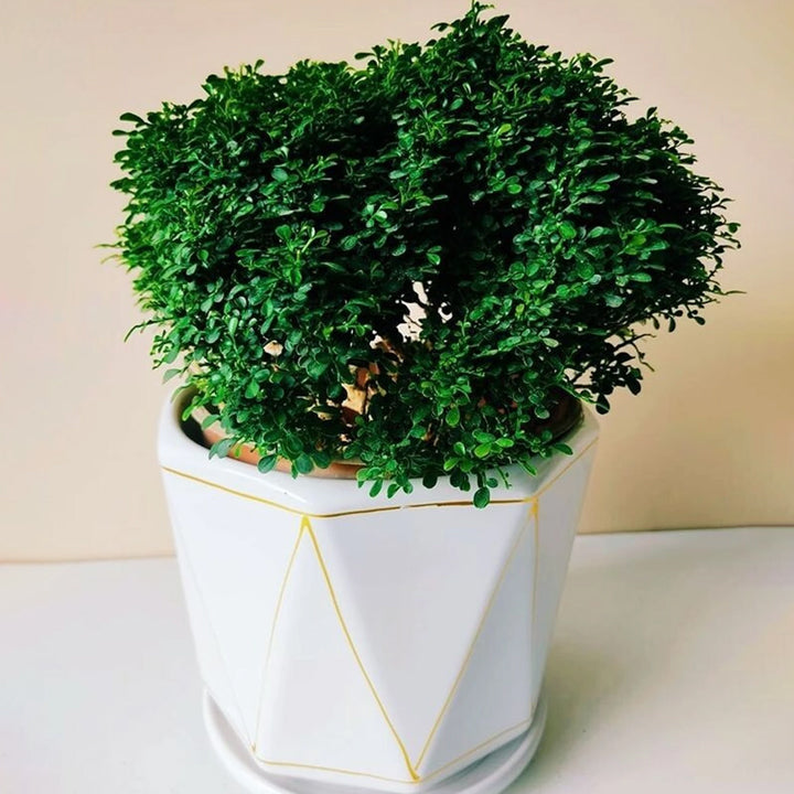 Kamini Madhu Kamini Plant