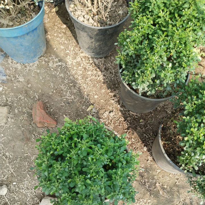 Kamini Madhu Kamini Plant