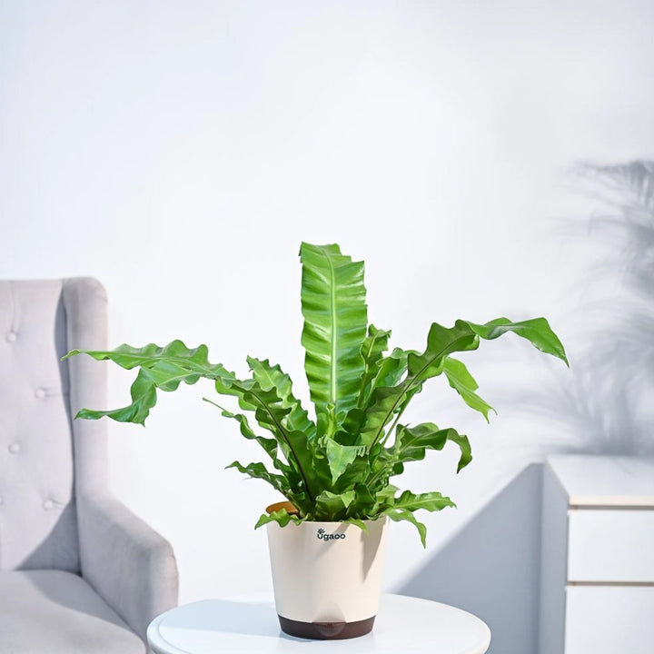 Krishna Nursery Fern Plant