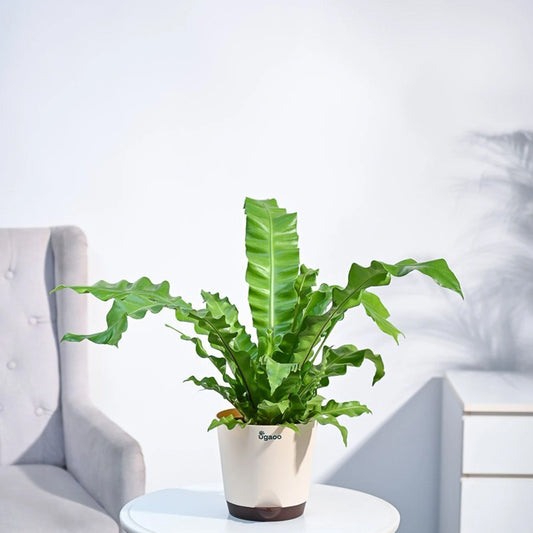 Krishna Nursery Fern Plant