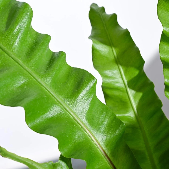 Krishna Nursery Fern Plant