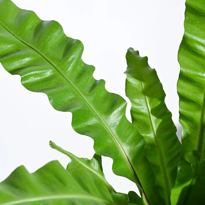 Krishna Nursery Fern Plant