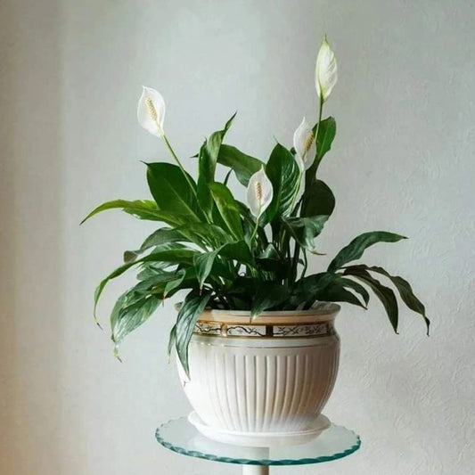 Krishna Nursery Peace Lily Plant