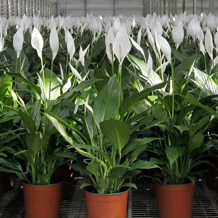 Krishna Nursery Peace Lily Plant
