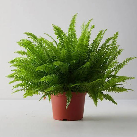 Matara nursery Fern Plant