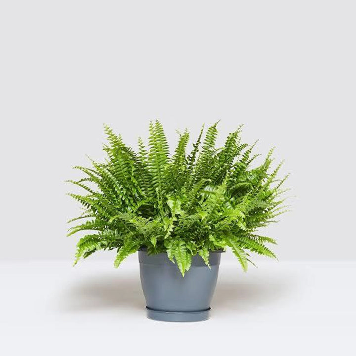 Matara nursery Fern Plant