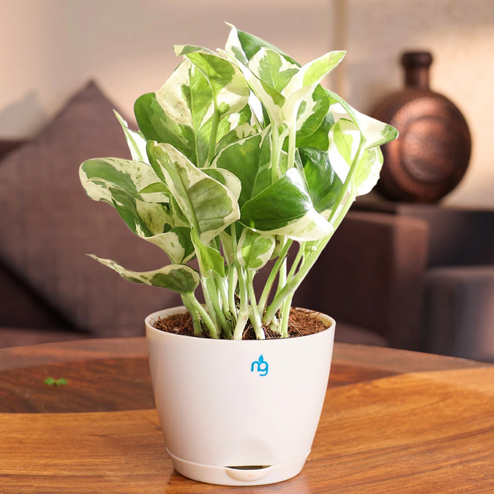 Nurturing Green Njoy Money Plant