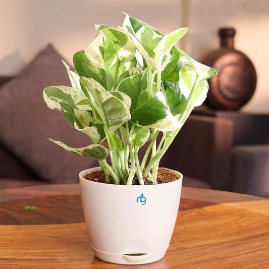 Nurturing Green Njoy Money Plant