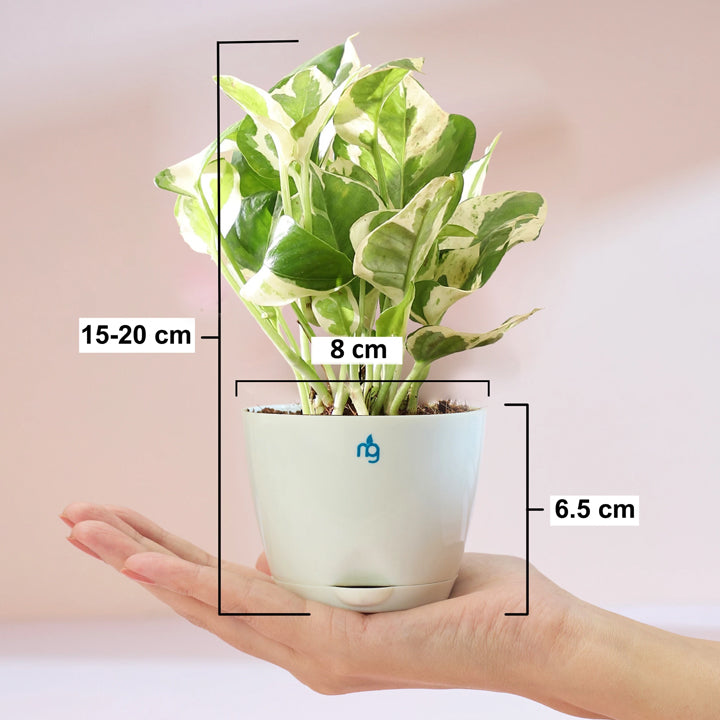 Nurturing Green Njoy Money Plant