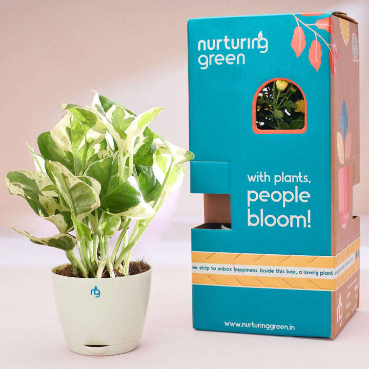 Nurturing Green Njoy Money Plant