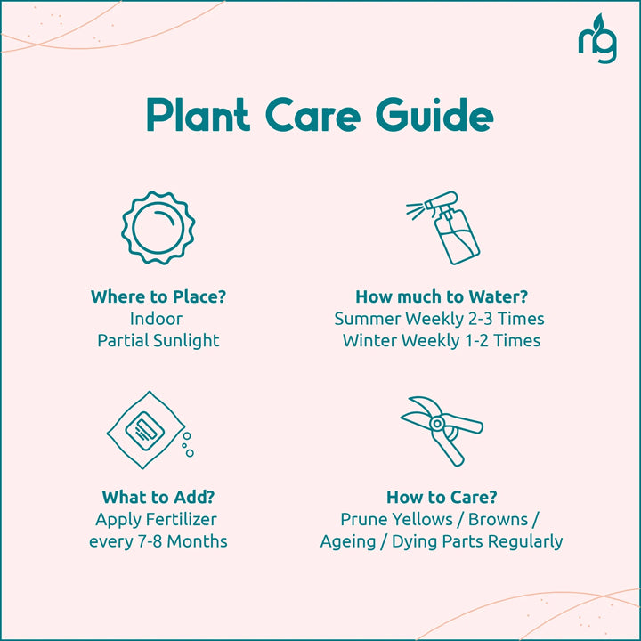 Nurturing Green Njoy Money Plant