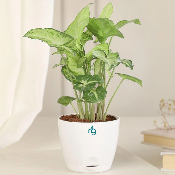 Nurturing Green Syngonium Plant