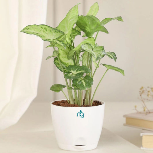 Nurturing Green Syngonium Plant