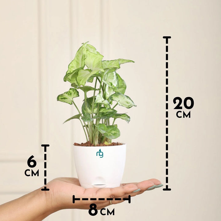 Nurturing Green Syngonium Plant