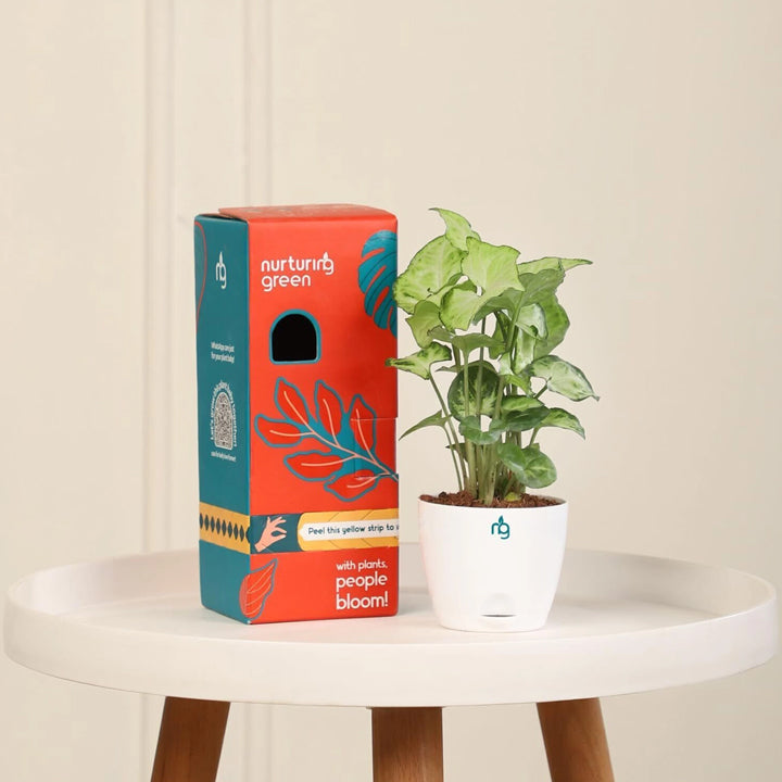 Nurturing Green Syngonium Plant