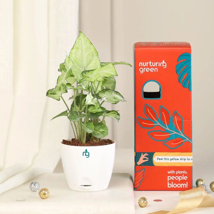 Nurturing Green Syngonium Plant