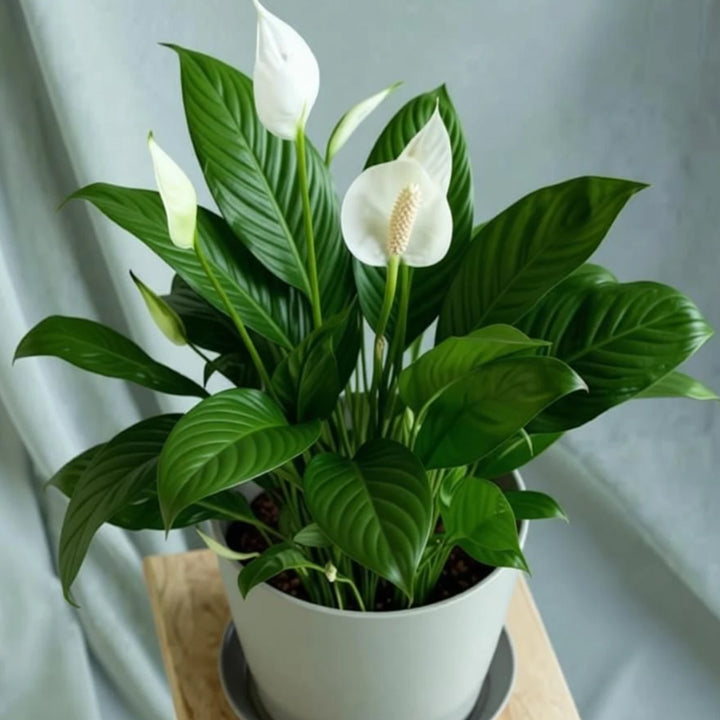 Peacelily Peace Lily Plant