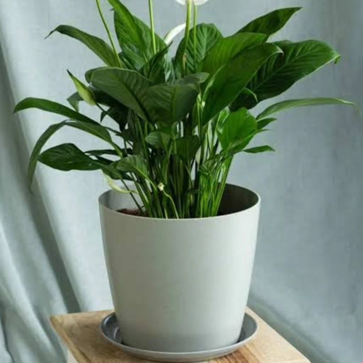 Peacelily Peace Lily Plant