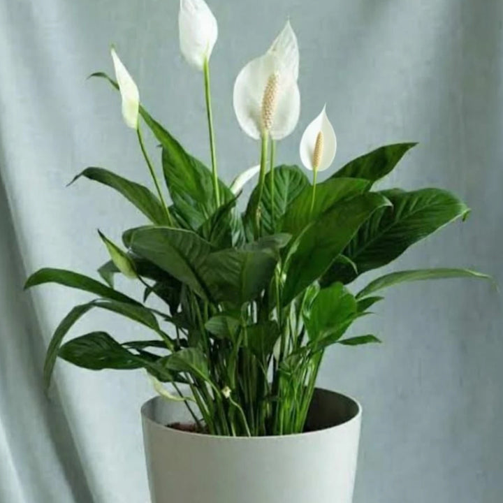 Peacelily Peace Lily Plant
