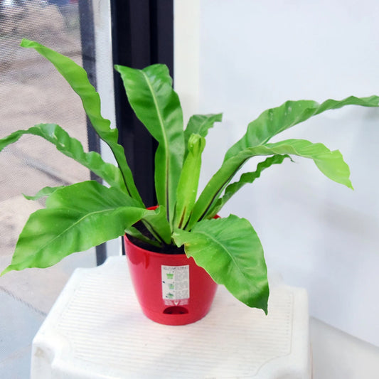 Plantech Fern Plant