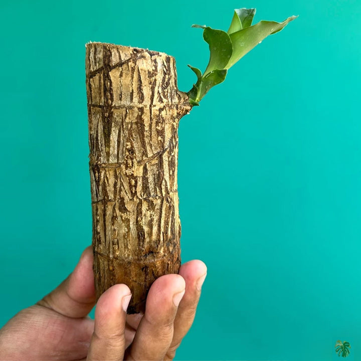 RupRish Brazilian Wood