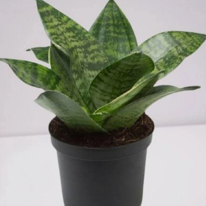 Snekplant Sadabahar Plant