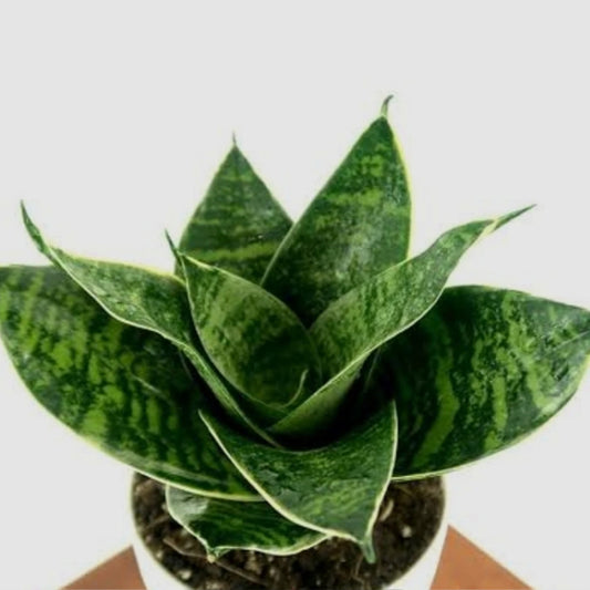 Snekplant Sadabahar Plant