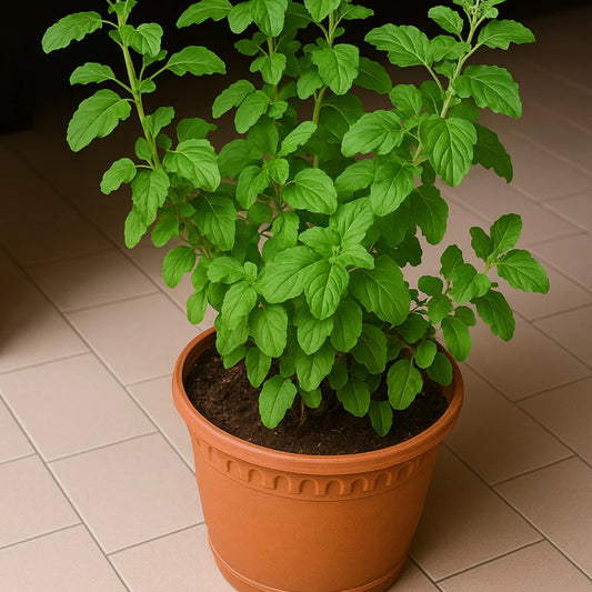 Subhrajit Tulsi Plant