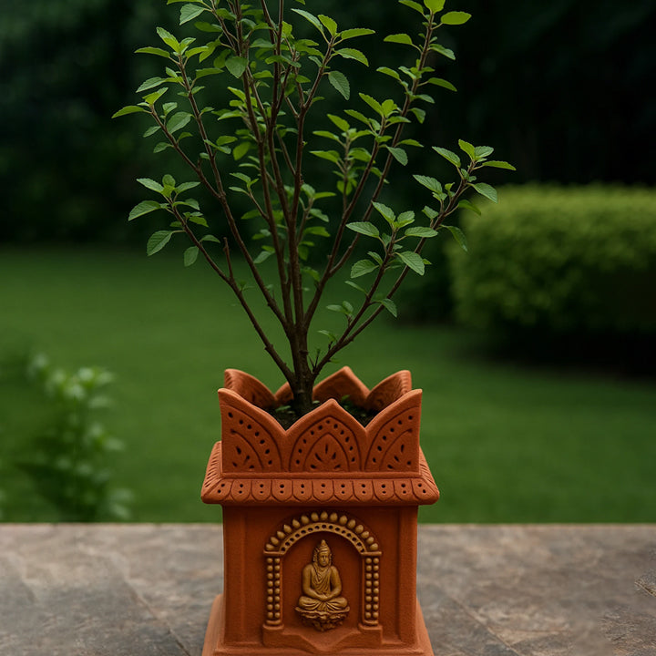 Subhrajit Tulsi Plant