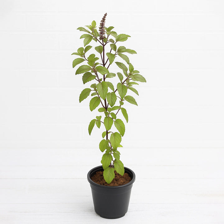 Subhrajit Tulsi Plant