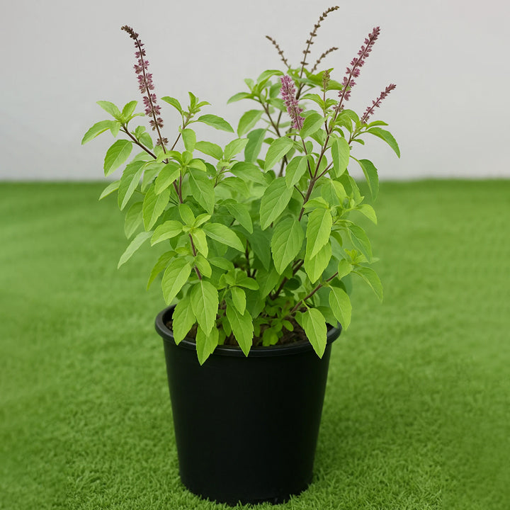Subhrajit Tulsi Plant