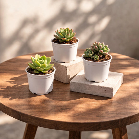 TOFOH Succulents Plant