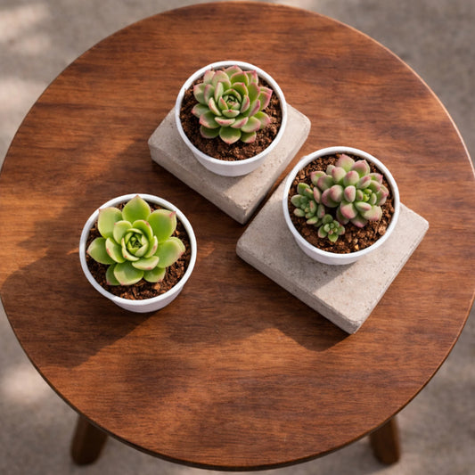 TOFOH Succulents Plant