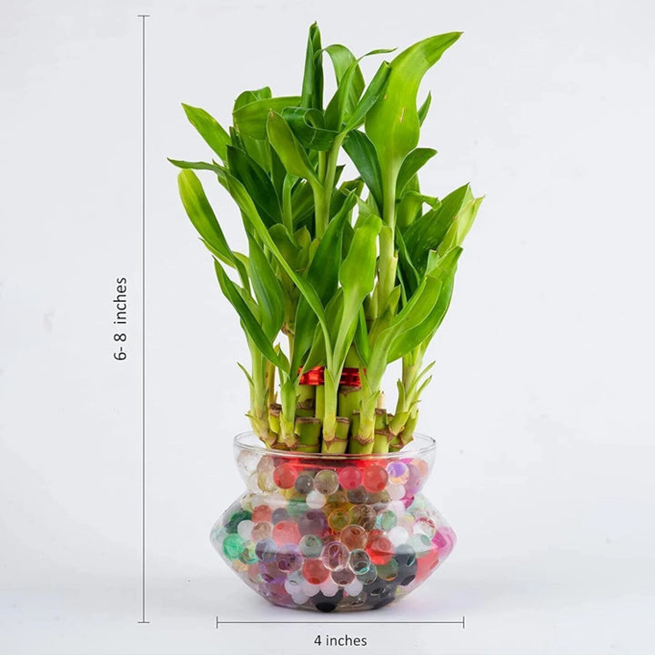 Real Nature Two Layer Bamboo Plant