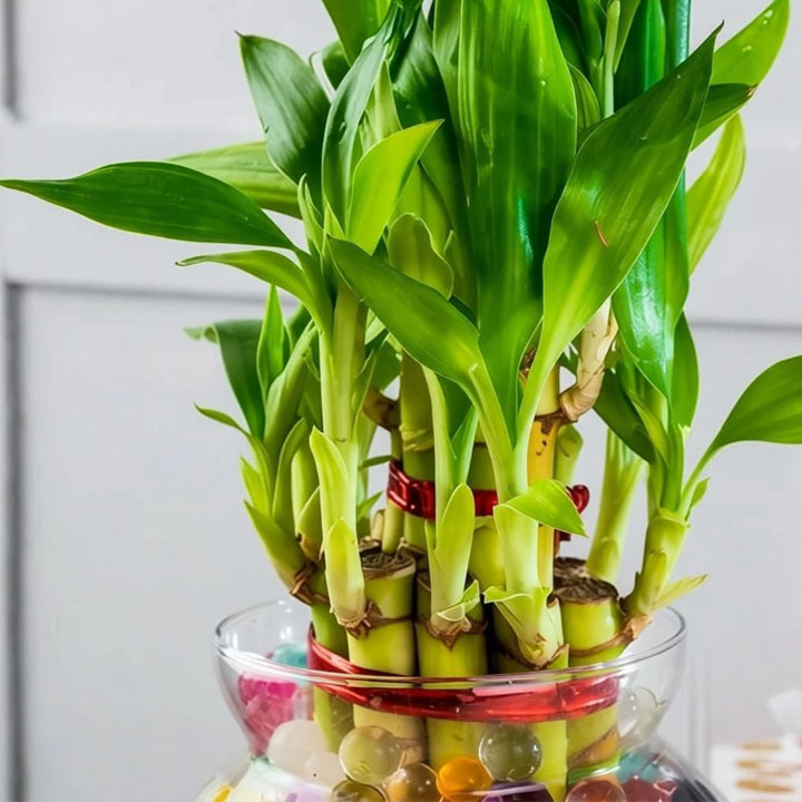 Real Nature Two Layer Bamboo Plant