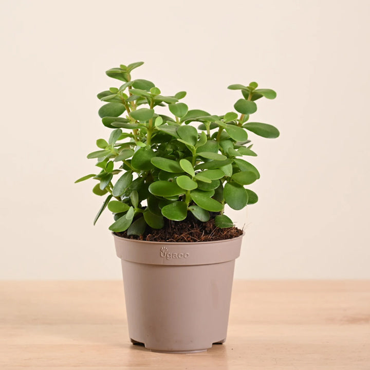 UGAOO Jade Plant