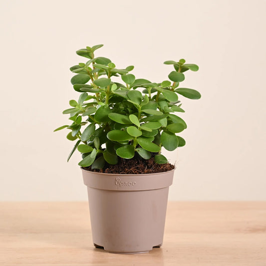 UGAOO Jade Plant