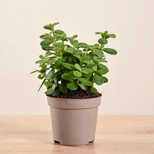 UGAOO Jade Plant