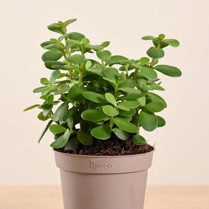 UGAOO Jade Plant